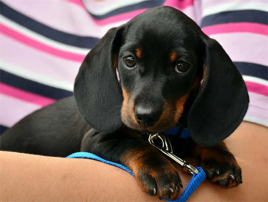 犬にイブプロフェンは絶対NG！与えてはいけない理由と安全な代替薬