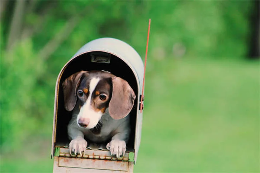 介助犬のエチケット、知らないと命に関わる5つの理由
