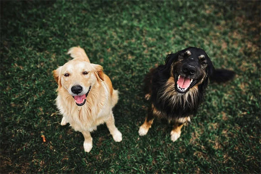 犬が蜂に刺された！症状とすぐにすべき対処法
