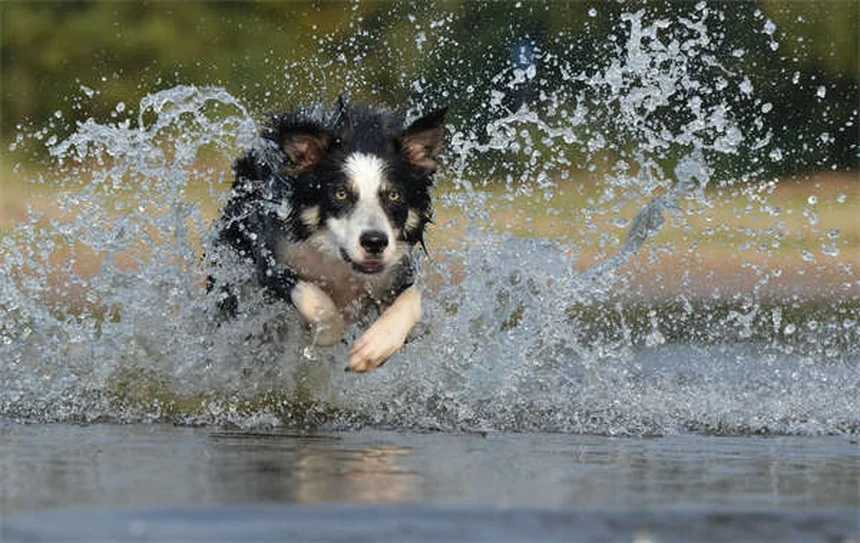 犬が外を怖がる原因と対策｜恐怖を和らげる簡単トレーニング法