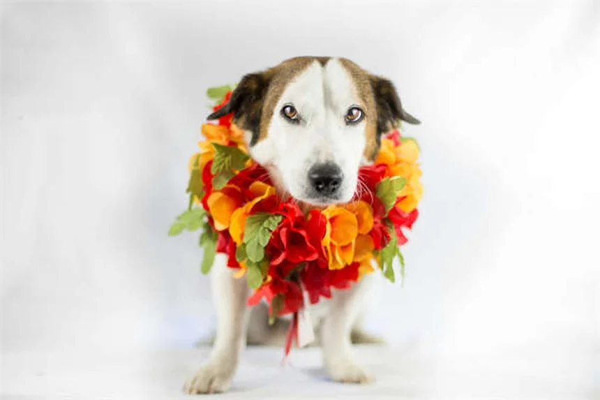 狩猟で愛犬を守る安全対策5選