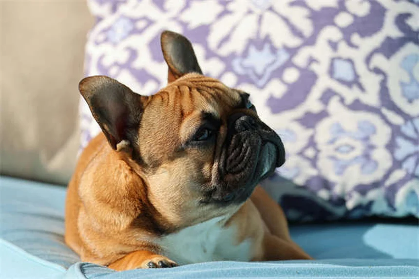 小犬が猛禽類に狙われる？意外な真実と3つの安全対策