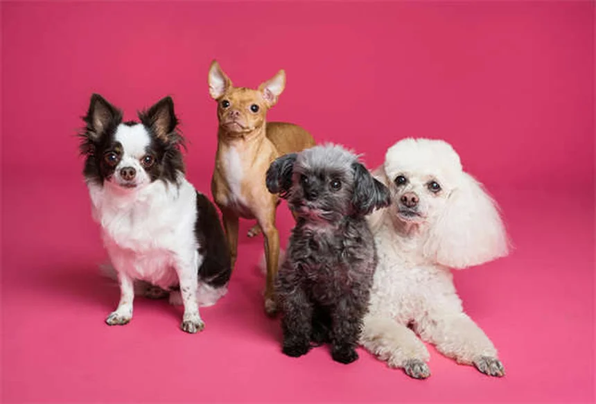 見逃すな！犬の慢性腎臓病のサイン…普通の老化と勘違いしていませんか？