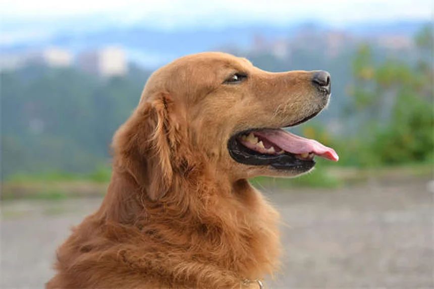 犬のヒゲの驚くべき重要性と機能