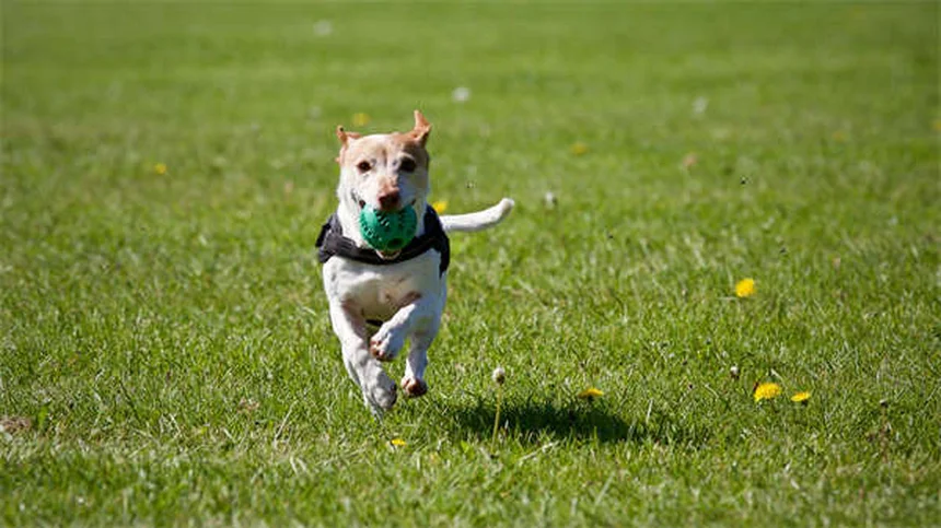 犬がいつもついてくる理由と正しい対処法