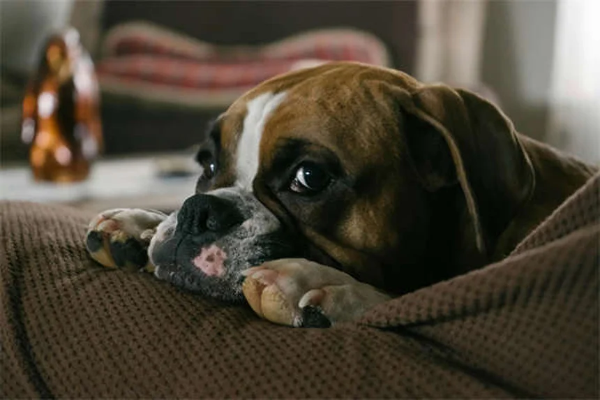 犬がいつもついてくる理由と正しい対処法