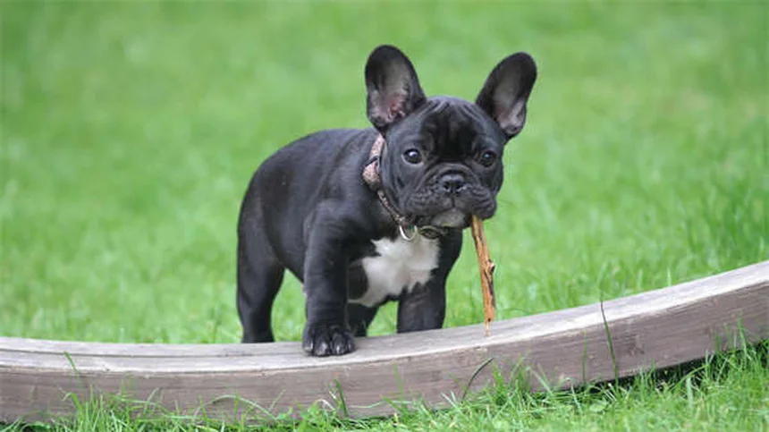 ガラーノってどんな馬？古代から生きるポニーの特徴と飼い方のコツ