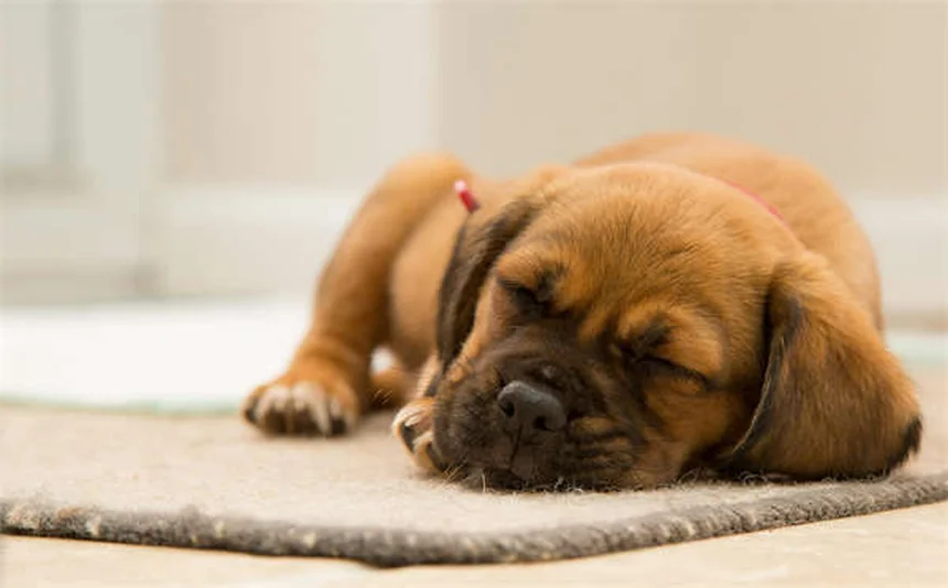 【体験談】私がCerumeneで犬の耳掃除を始めた理由と効果