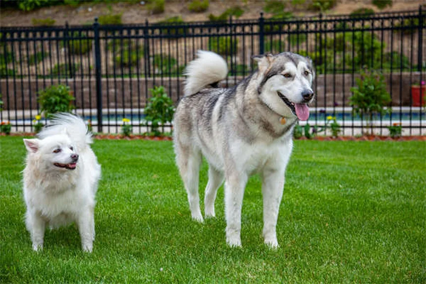 【体験談】私がCerumeneで犬の耳掃除を始めた理由と効果