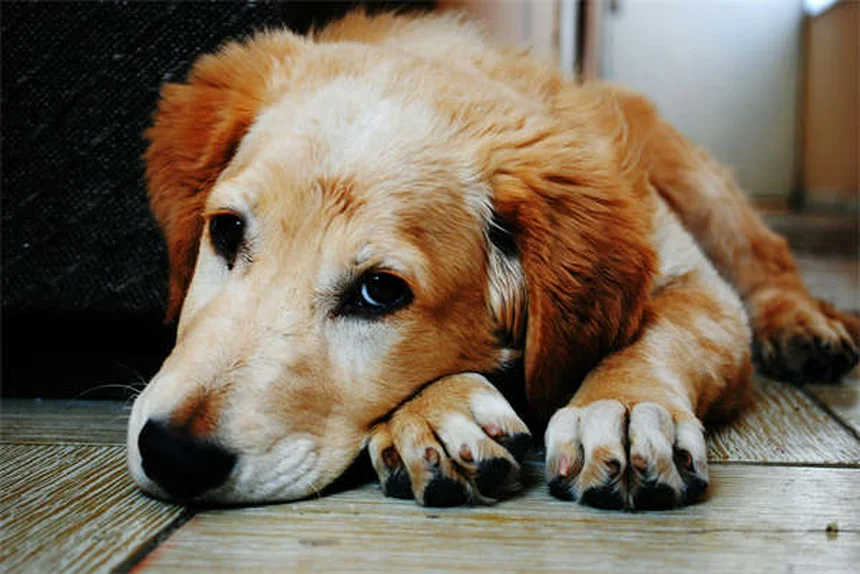 子犬の睡眠習慣の作り方、実体験から学ぶ3つのコツ