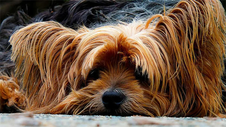 子犬の睡眠習慣の作り方、実体験から学ぶ3つのコツ
