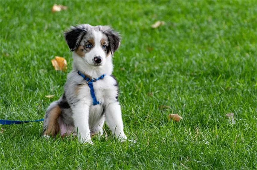 犬の狼爪の正体とケア方法｜知っておくべき5つのポイント