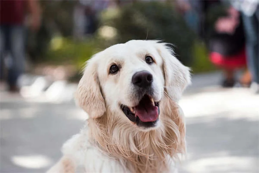 犬用コートは冬に必要？選び方を徹底解説