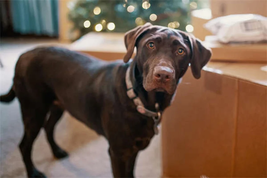 フェレットADVの症状と治療法、飼い主が知っておくべき全て