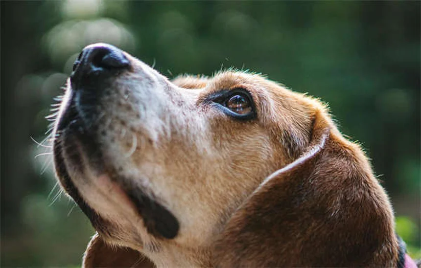 Lorazepam、犬の副作用と正しい使い方のコツ