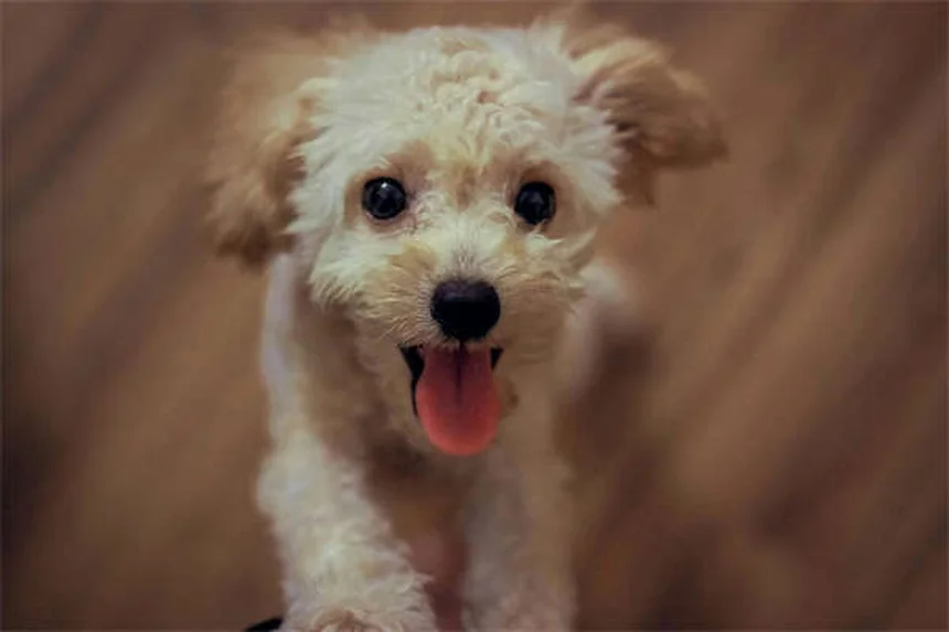 Lorazepam、犬の副作用と正しい使い方のコツ