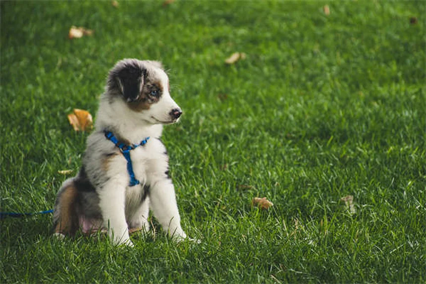 子犬のクレートトレーニングを成功させる5つの簡単ステップ