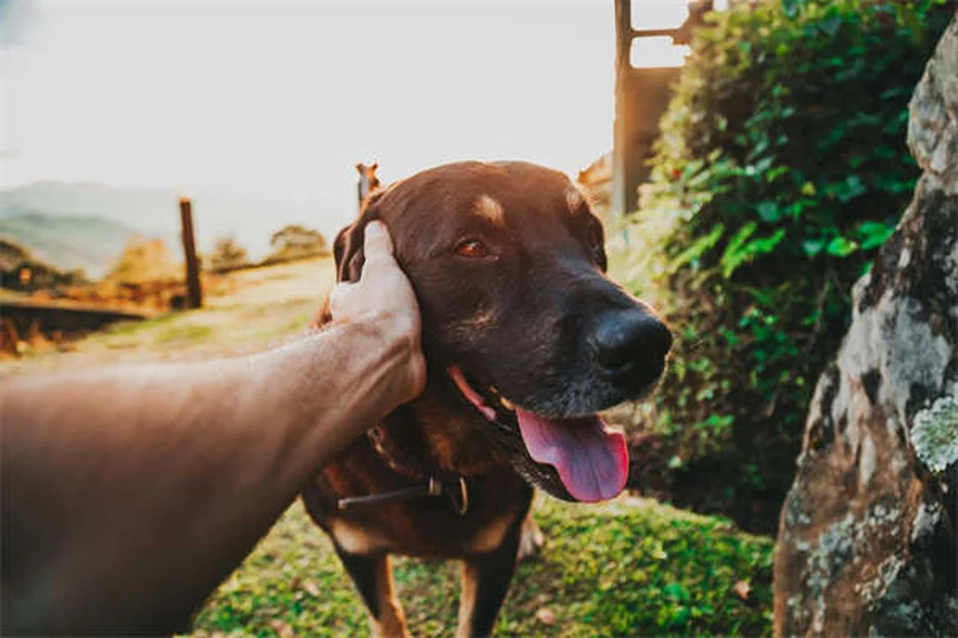 子犬のクレートトレーニングを成功させる5つの簡単ステップ