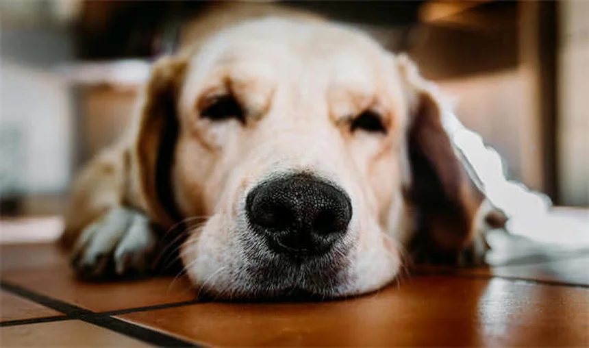 犬の喘息の原因と症状を解説！治療法と家庭でできる対策も紹介