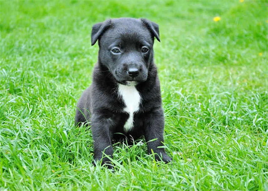 シニア犬の基礎知識まとめ。健康管理と生活の見直し方がわかる