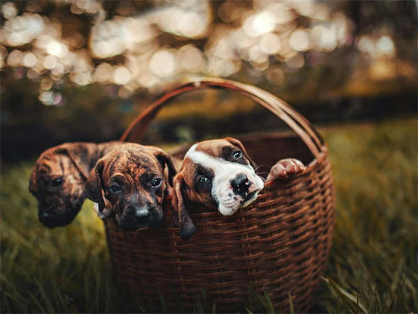 犬心保の副作用と正しい与え方｜飼い主が知っておきたい4つのポイント