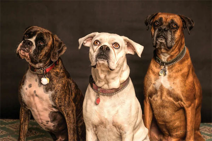 2025年人気犬種ランキング！実際に飼って分かった飼いやすさの真実