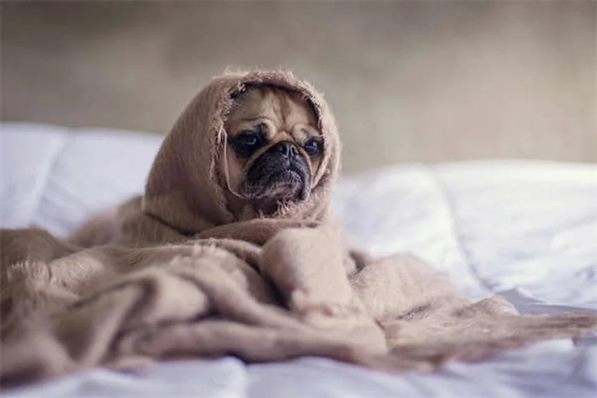 2025年人気犬種ランキング！実際に飼って分かった飼いやすさの真実