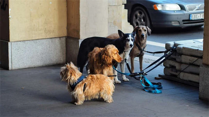 犬のマダニチェック方法と病気を防ぐ予防のコツ